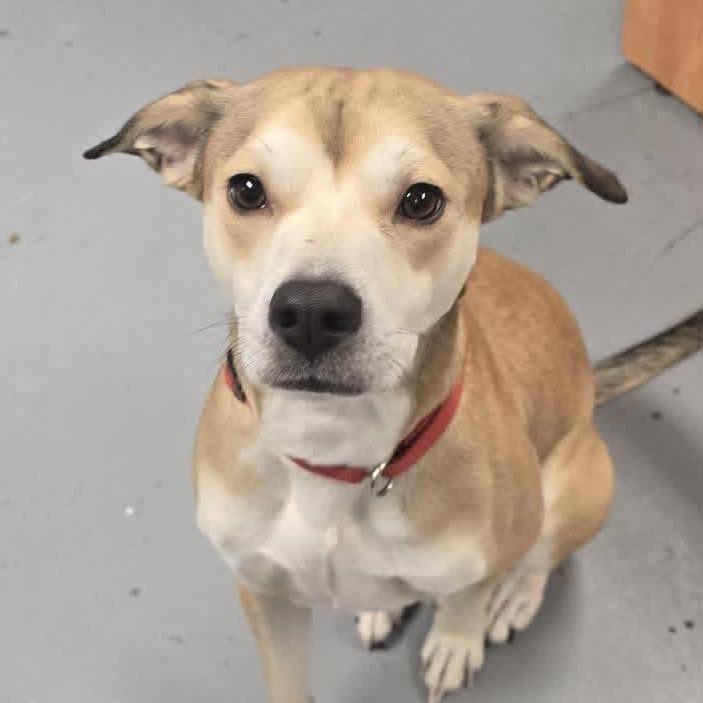 Boomer, Adoptable, Adult Male Shih Tzu.