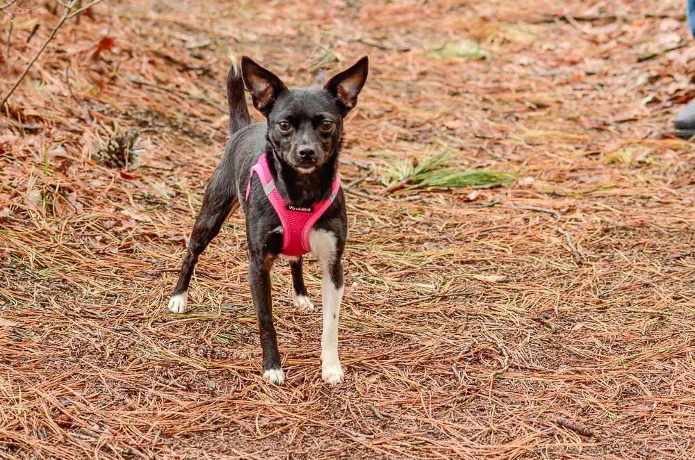 Enlarge Lilith, a Adoptable Chihuahua in Brick, NJ image 1/3