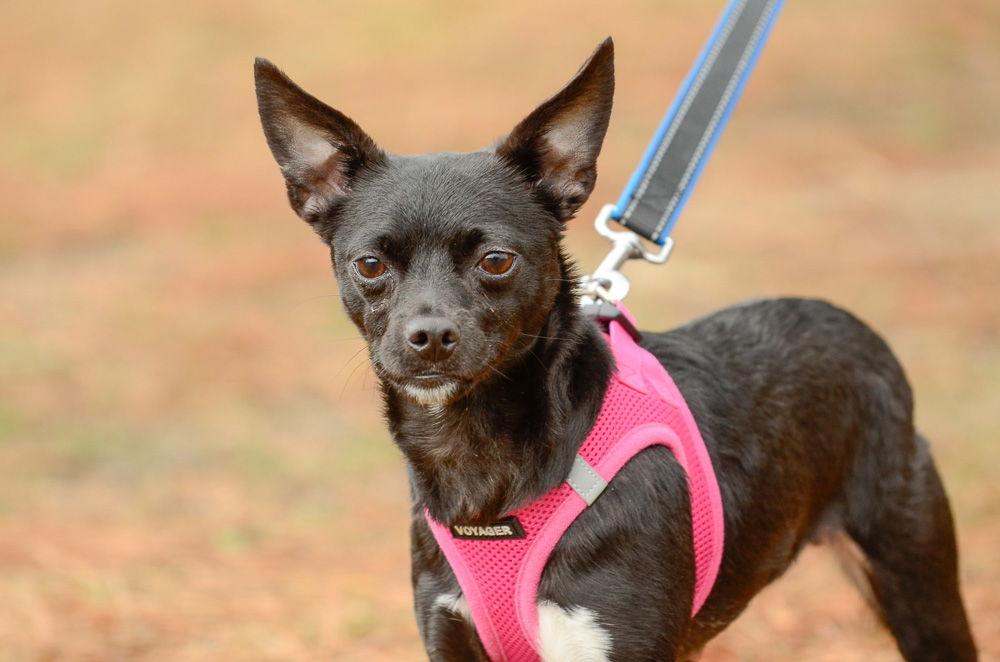 Enlarge Lilith, a Adoptable Chihuahua in Brick, NJ image 2/3