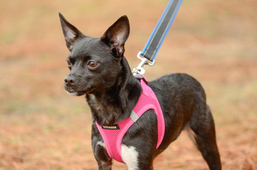 Enlarge Lilith, a Adoptable Chihuahua in Brick, NJ image 3/3
