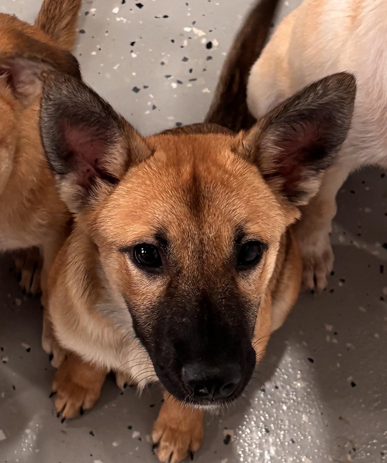 Bonnie, ADOPTABLE, Puppy Female Shepherd & Mixed Breed.