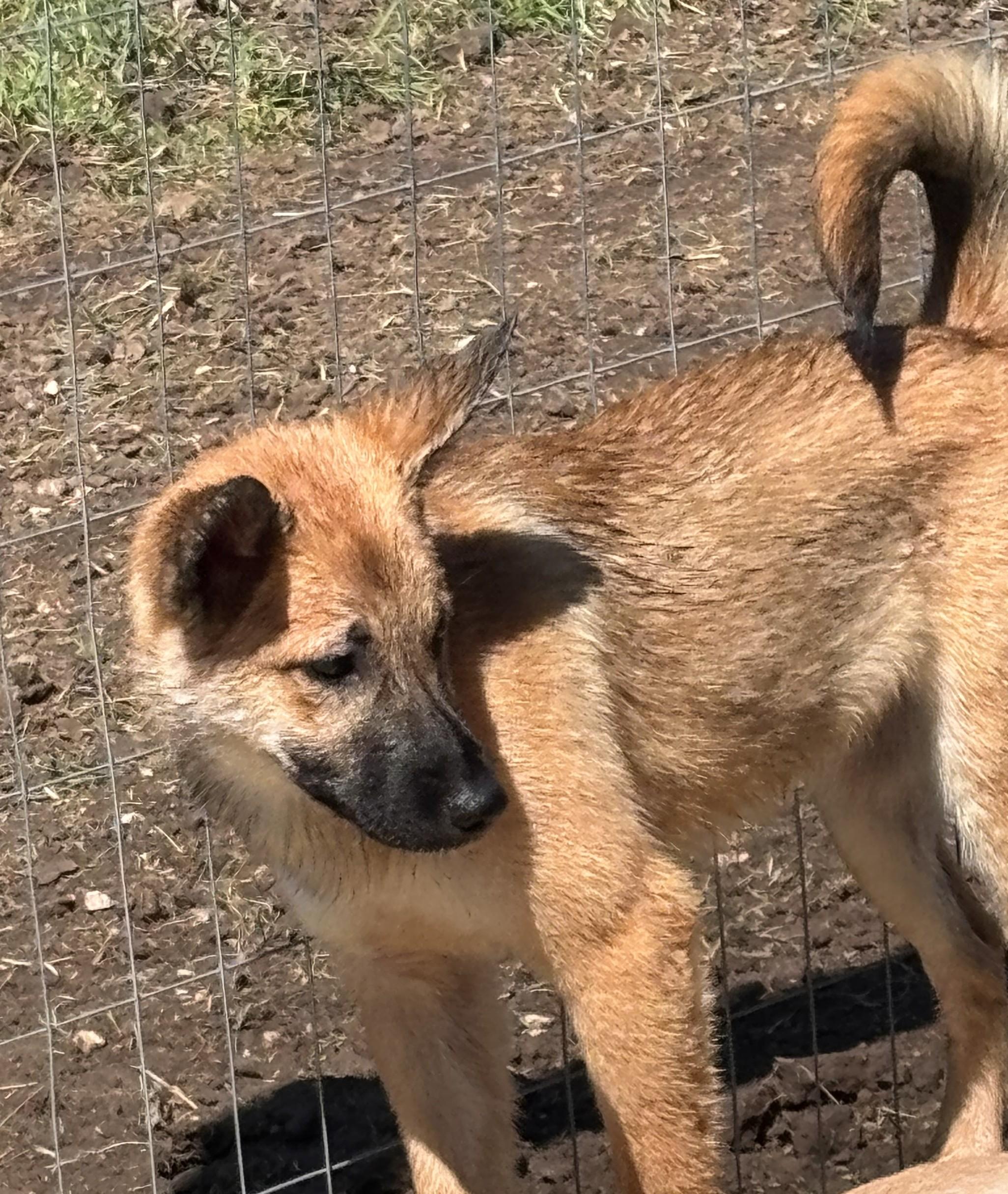 Enlarge Bonnie, a ADOPTABLE mixed breed in Marengo, IL image 2/6