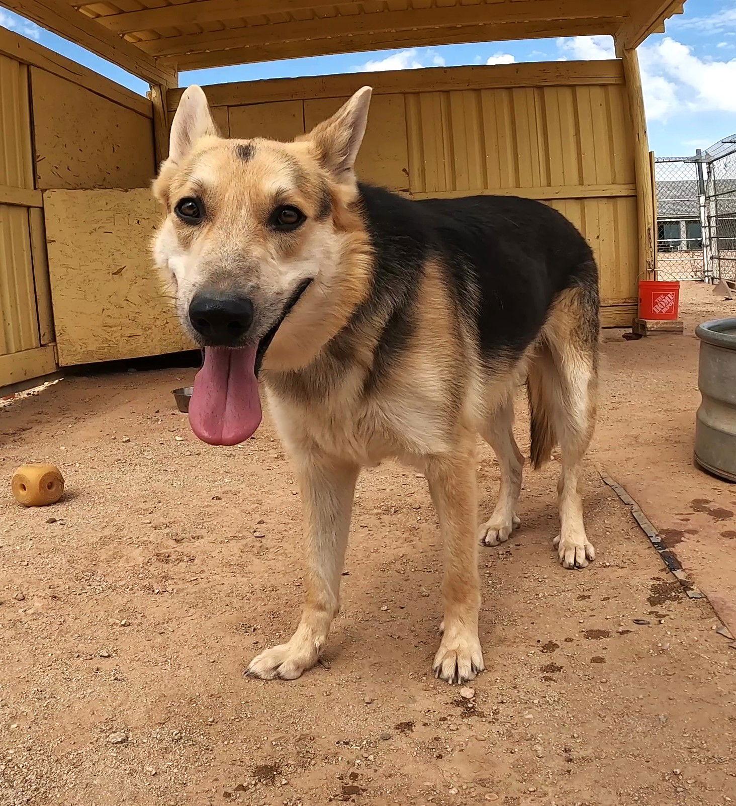 Dante, Adoptable, Adult Male German Shepherd Dog.