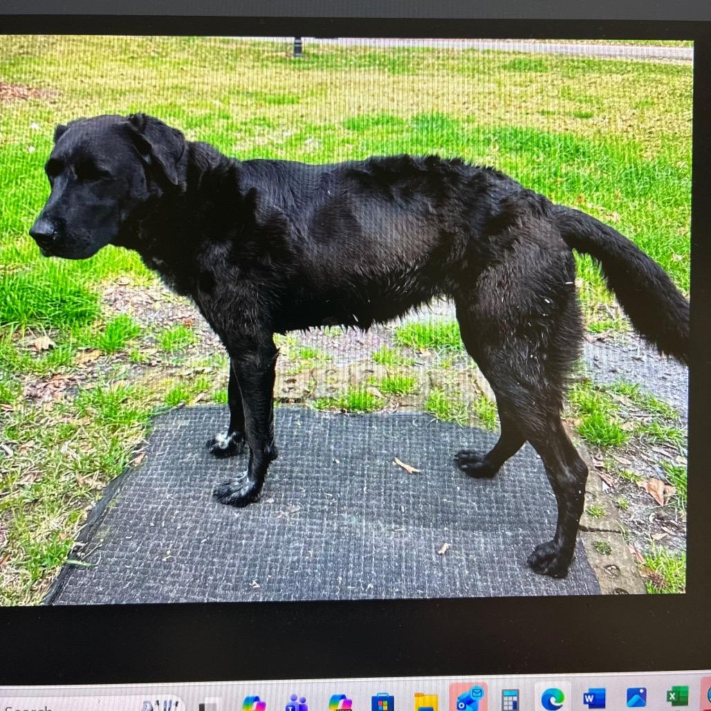Enlarge Oatmeal, a Adoptable mixed breed in Hattiesburg, MS image 5/5