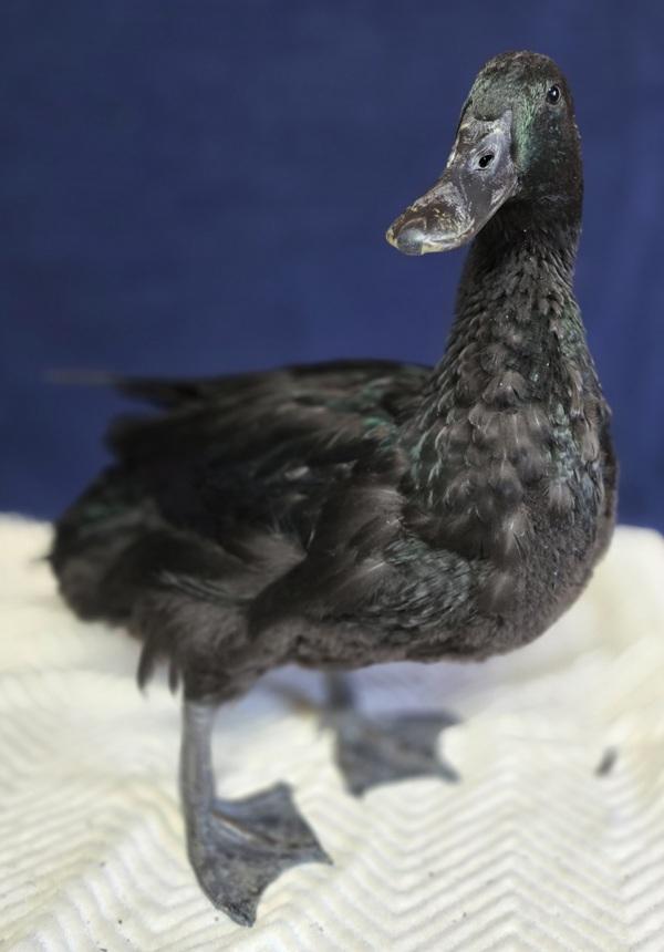 Loaf, Adoptable, Baby Female Duck.