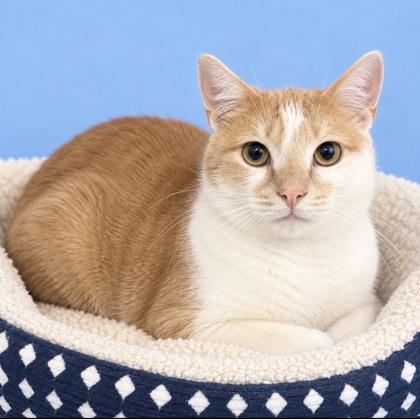 Leo, Adoptable, Kitten Male Domestic Short Hair & Domestic Short Hair.