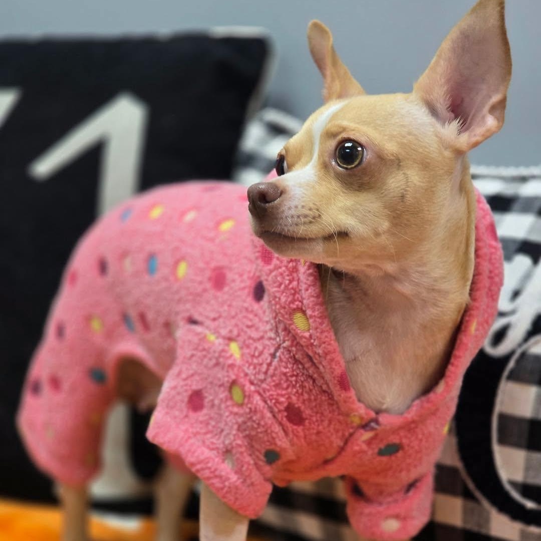 Enlarge Tinsley, a Adopted Chihuahua in Effingham, IL image 2/3