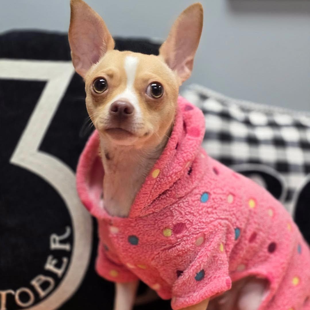 Enlarge Tinsley, a Adopted Chihuahua in Effingham, IL image 1/3