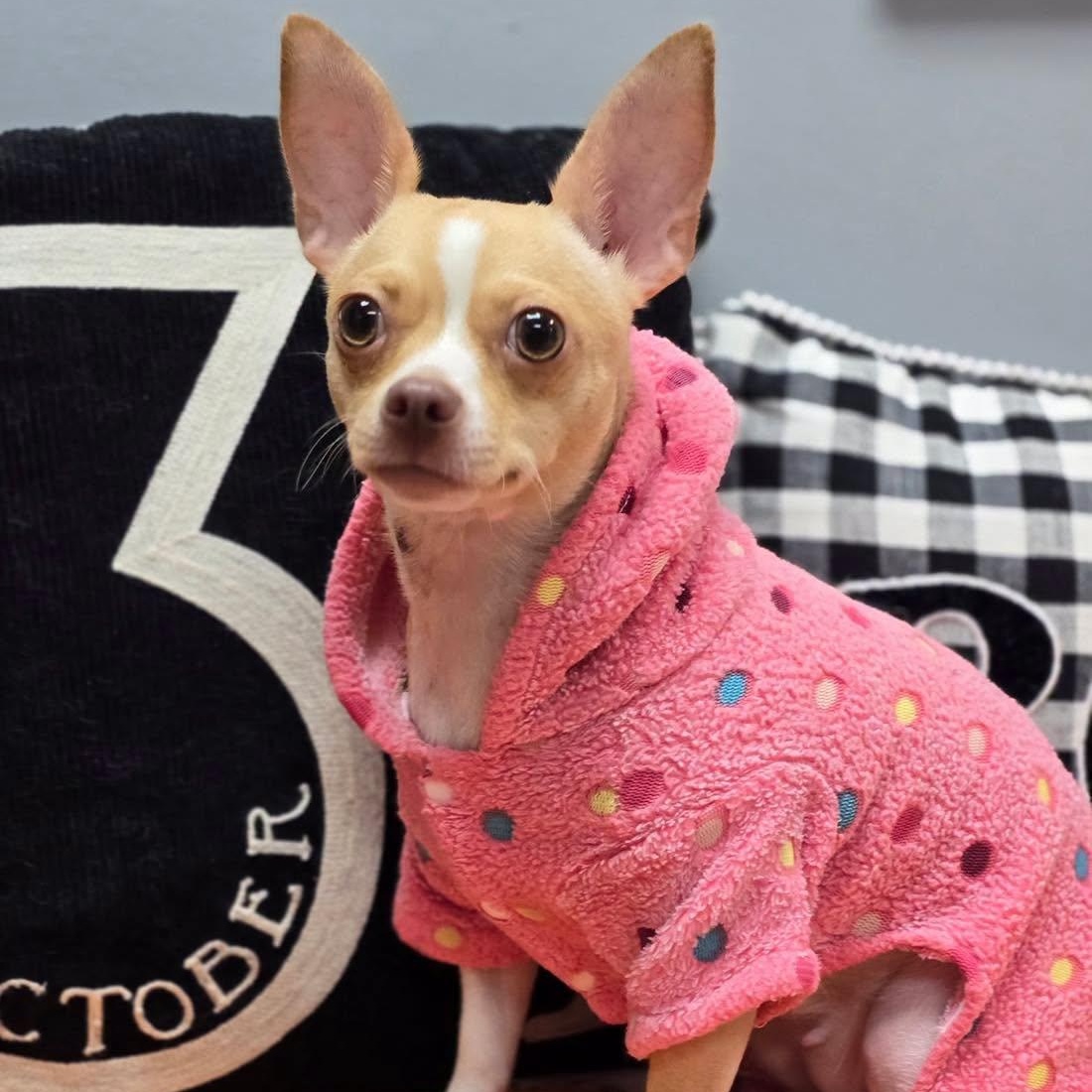 Enlarge Tinsley, a Adopted Chihuahua in Effingham, IL image 3/3