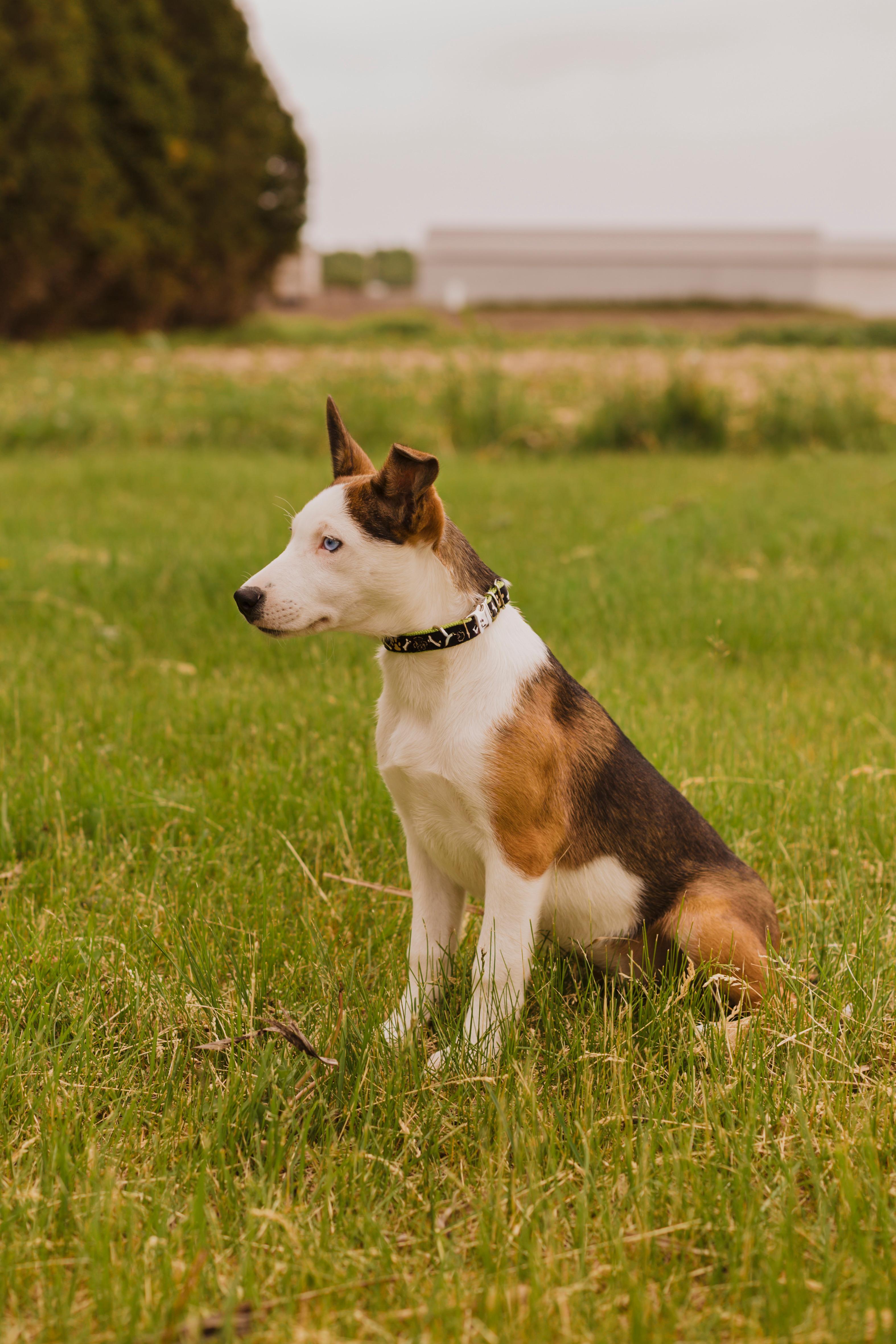Jewel, a ADOPTABLE mixed breed in Rigaud, QC image 2/5