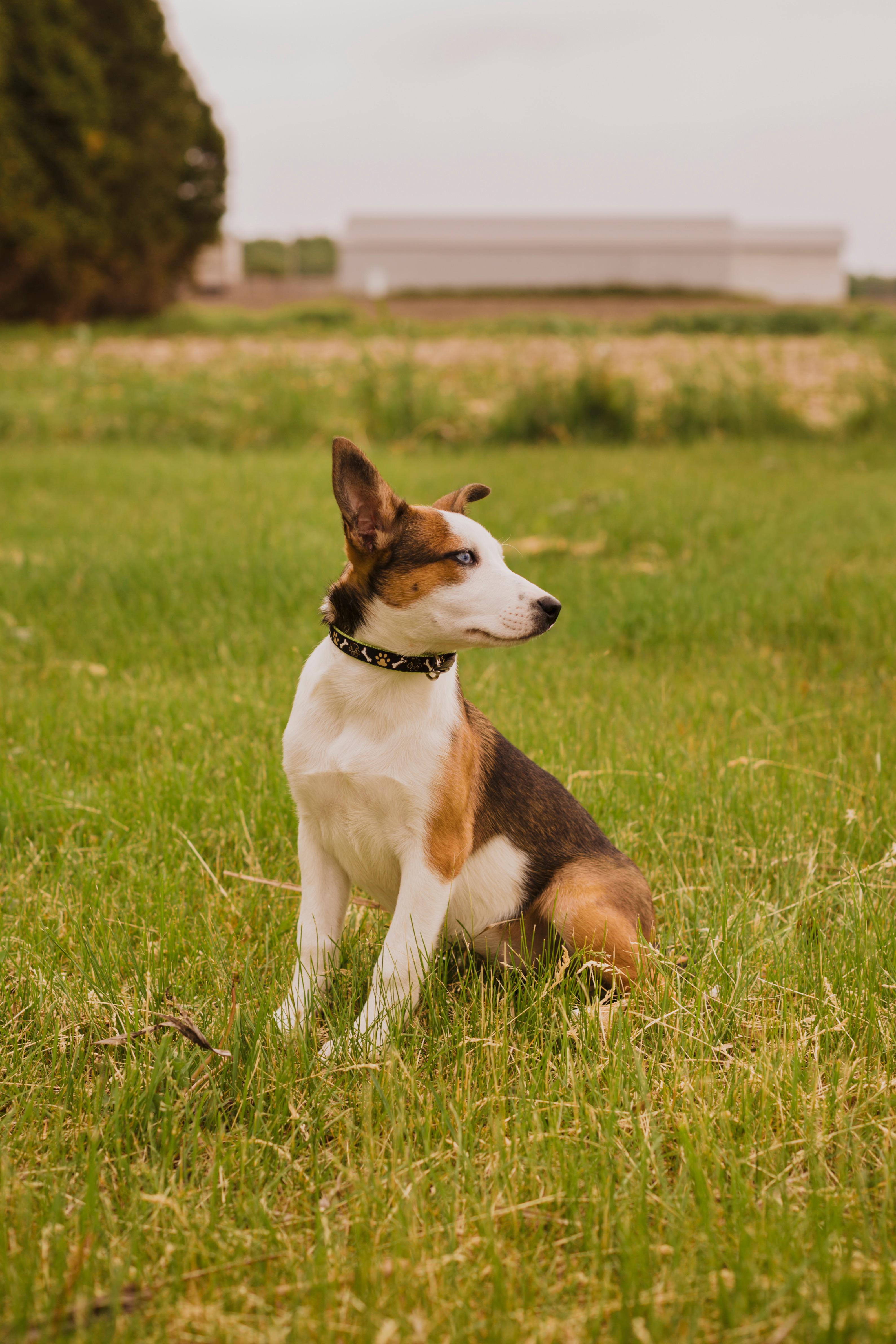 Jewel, a ADOPTABLE mixed breed in Rigaud, QC image 4/5