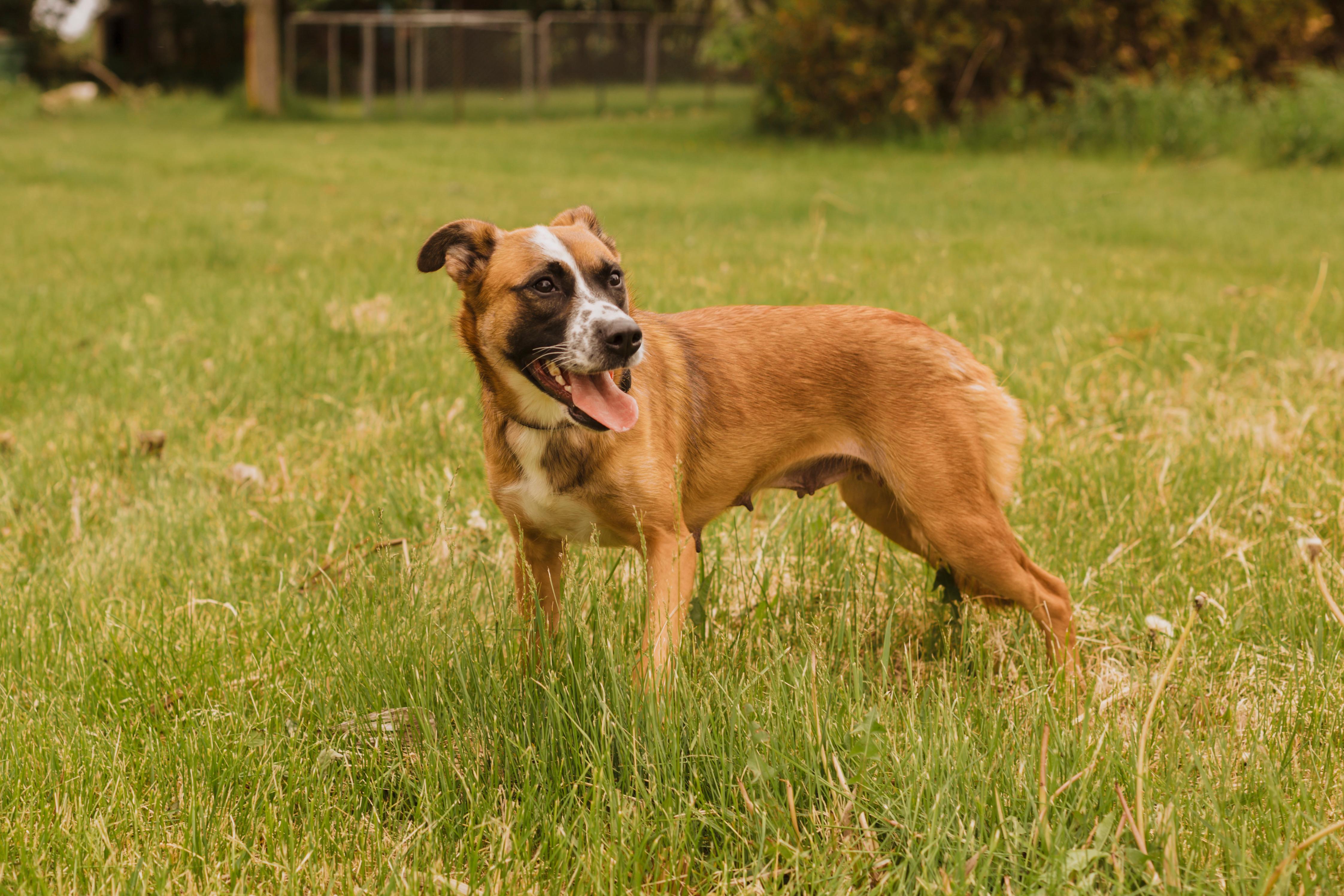Jewel, a ADOPTABLE mixed breed in Rigaud, QC image 5/5