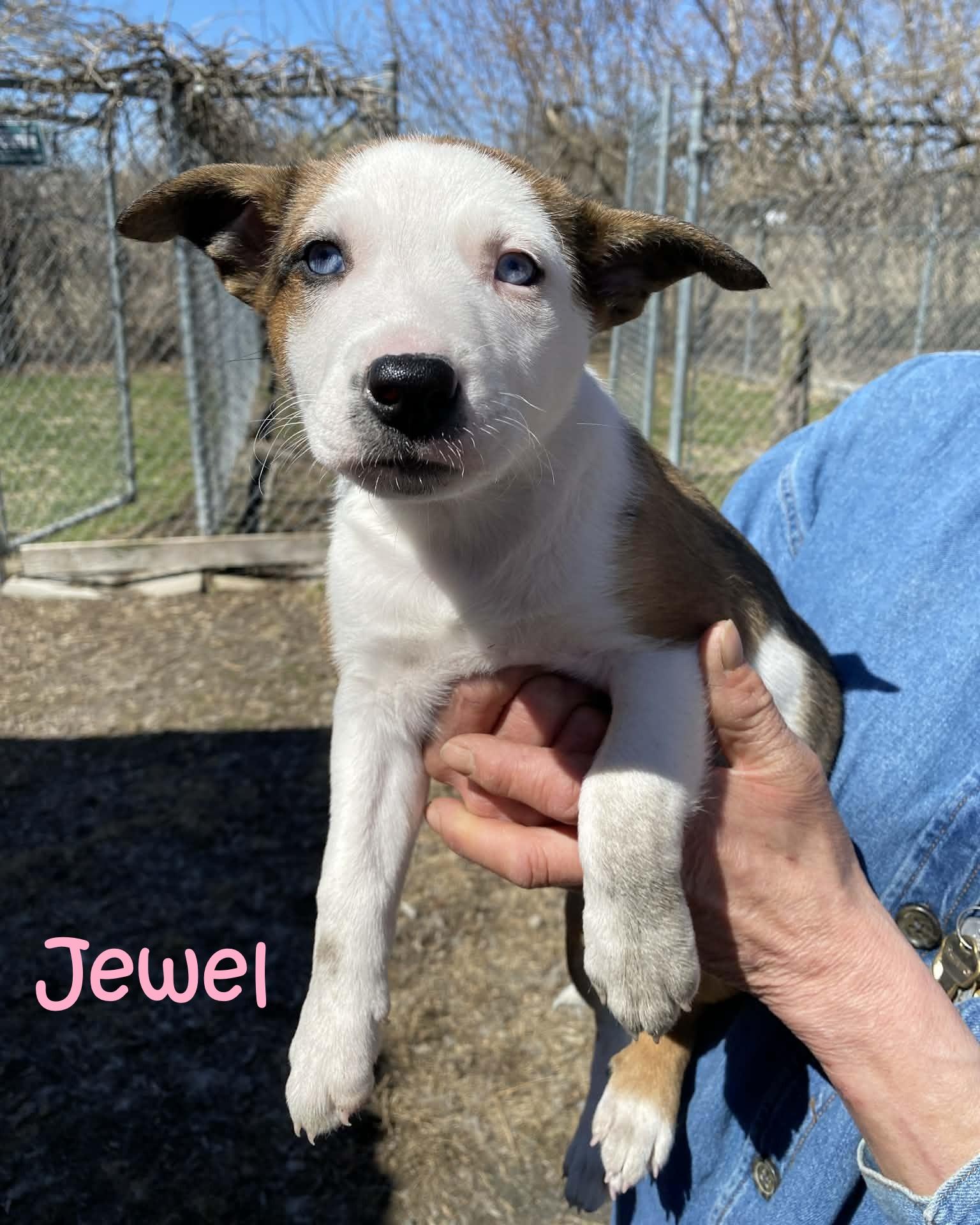 Jewel, ADOPTABLE, Puppy Female Mixed Breed.