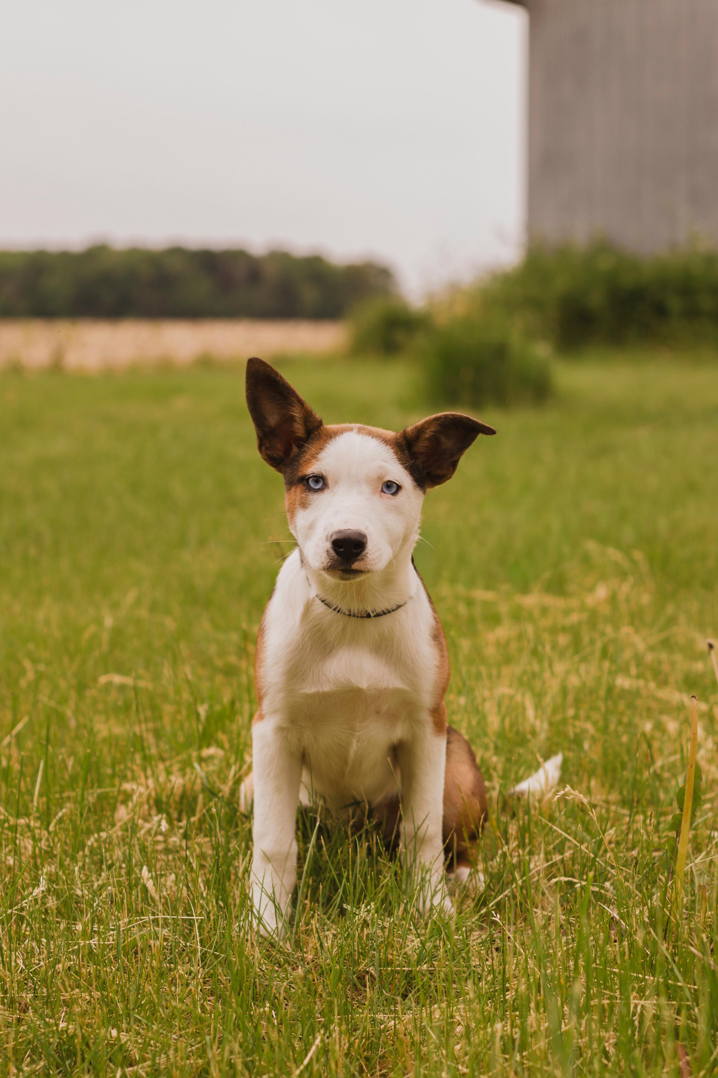 Jewel, a ADOPTABLE mixed breed in Rigaud, QC image 3/5