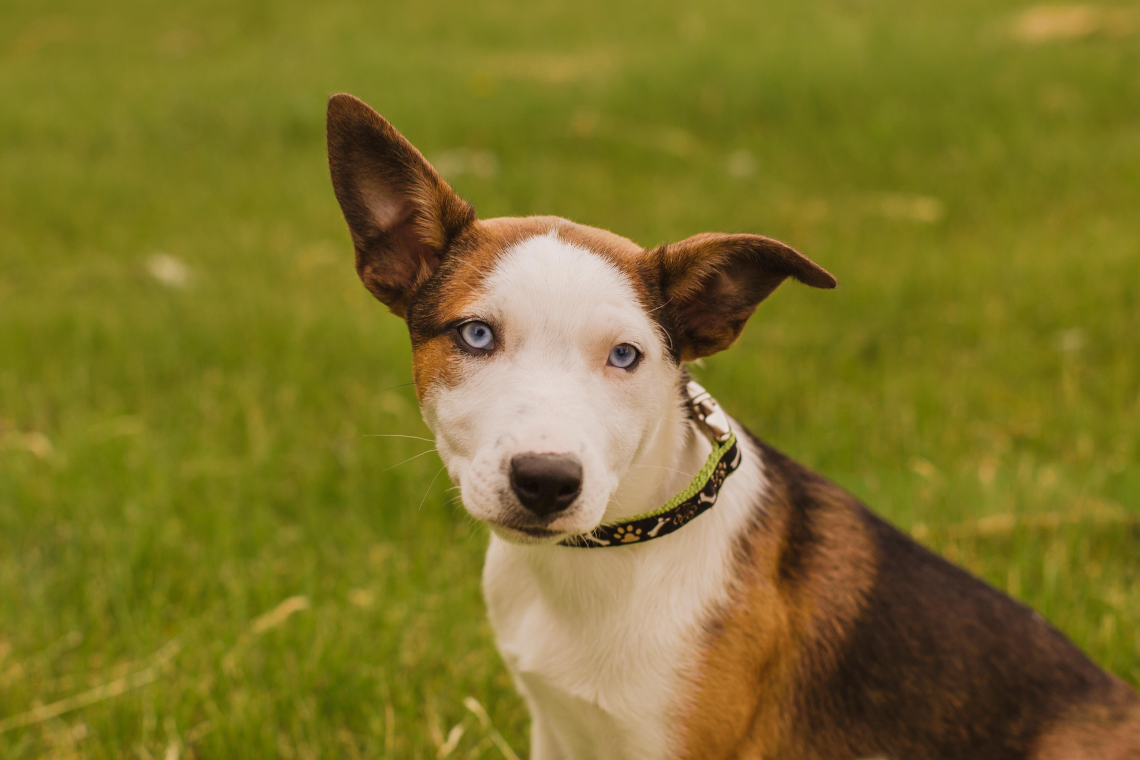 Jewel, a ADOPTABLE mixed breed in Rigaud, QC image 1/5