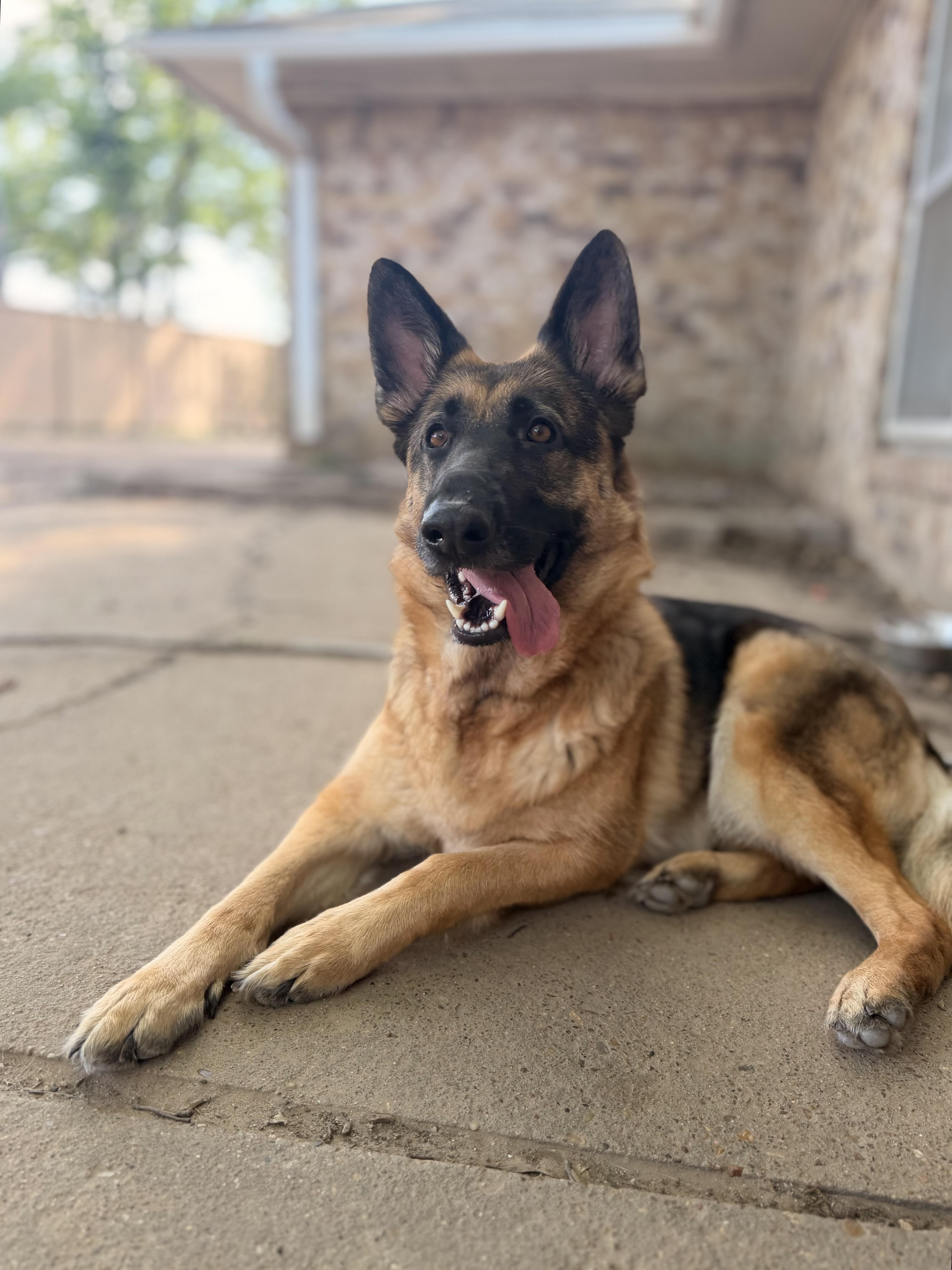 Enlarge Mojo, a Adoptable mixed breed in Buffalo, NY image 3/6