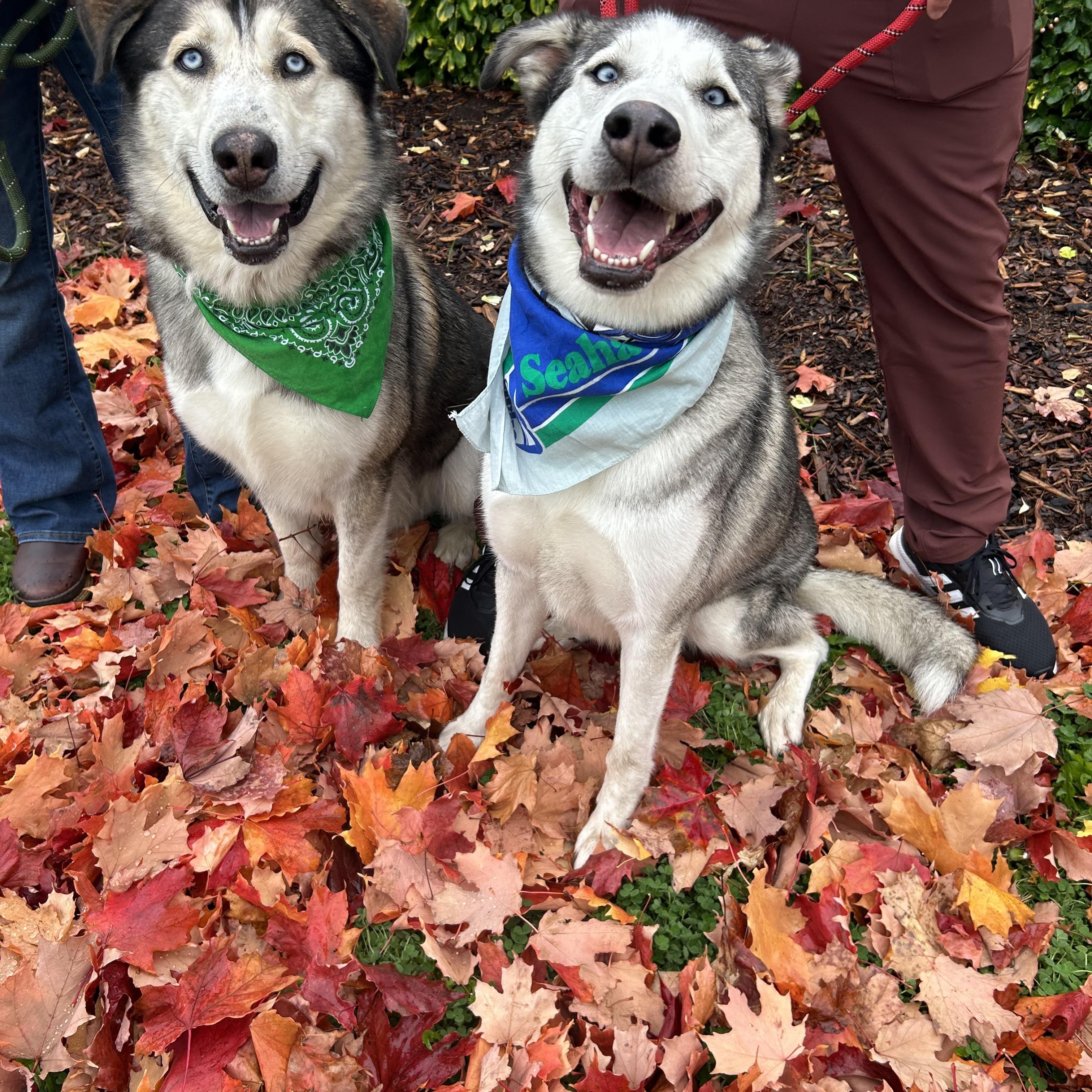 Enlarge Sable & Autumn, a Adoptable Husky in Port Angeles, WA image 5/6
