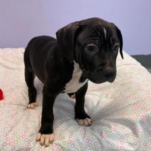 Violet, a ADOPTABLE mixed breed in Bardstown, KY image 3/5