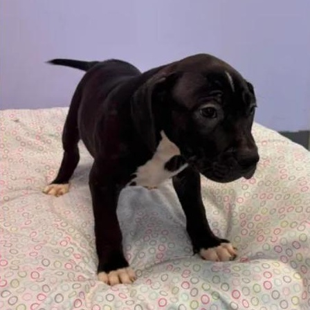 Violet, a ADOPTABLE mixed breed in Bardstown, KY image 4/5