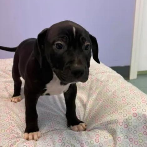Violet, a ADOPTABLE mixed breed in Bardstown, KY image 5/5
