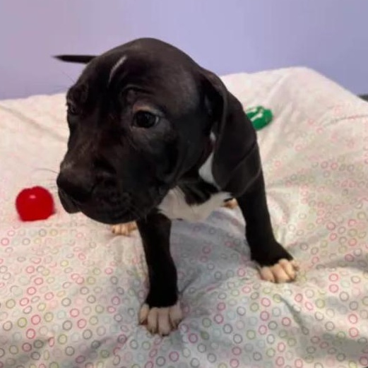 Violet, a ADOPTABLE mixed breed in Bardstown, KY image 2/5