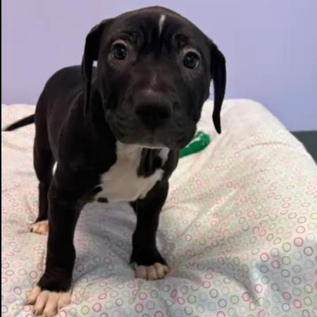 Violet, a ADOPTABLE mixed breed in Bardstown, KY image 1/5