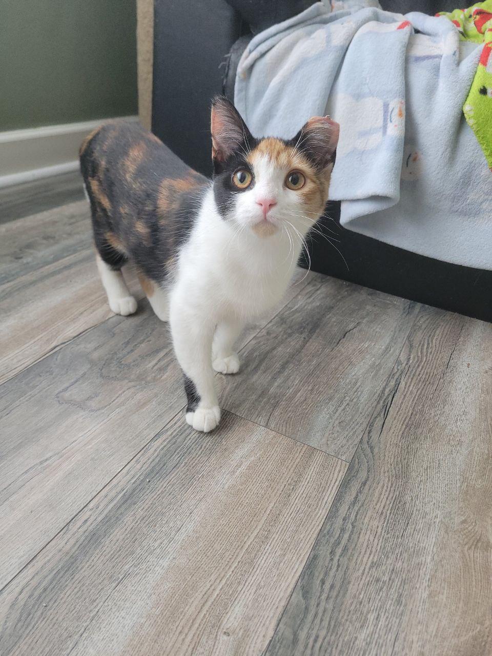 Squiblet