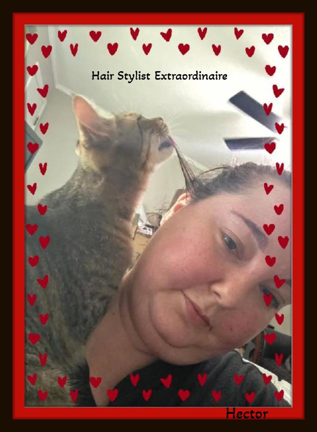 Enlarge Hector - Hair Stylist Extraordinaire, a ADOPTABLE Domestic Short Hair in Winston Salem, NC image 1/3