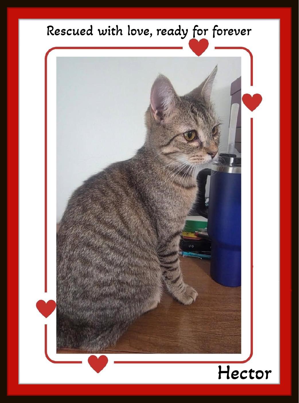 Hector - Hair Stylist Extraordinaire, ADOPTABLE, Kitten Male Domestic Short Hair.