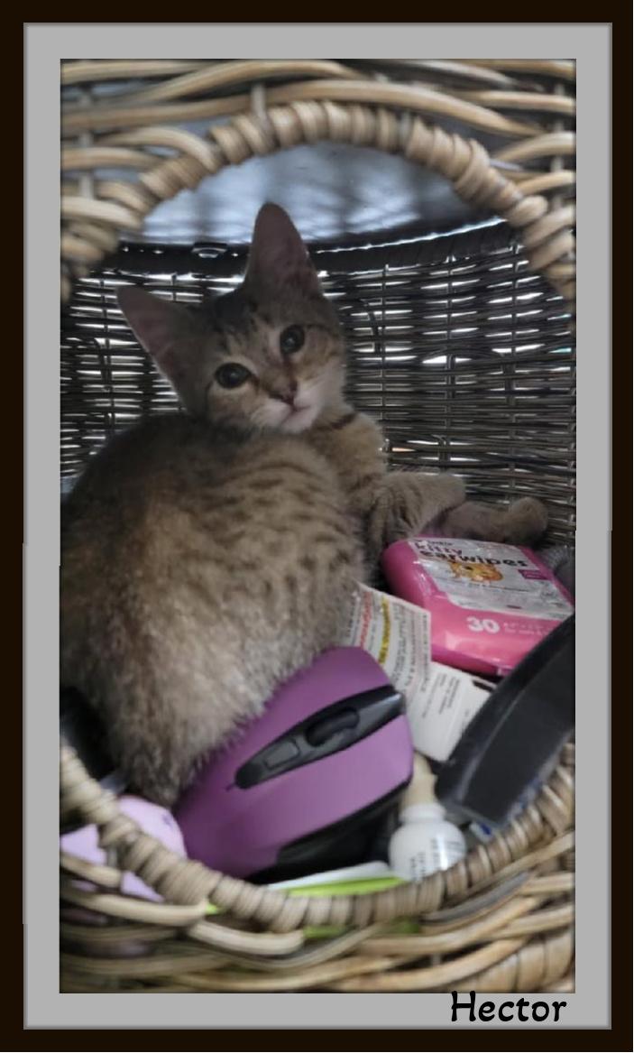 Enlarge Hector - Hair Stylist Extraordinaire, a ADOPTABLE Domestic Short Hair in Winston Salem, NC image 3/3