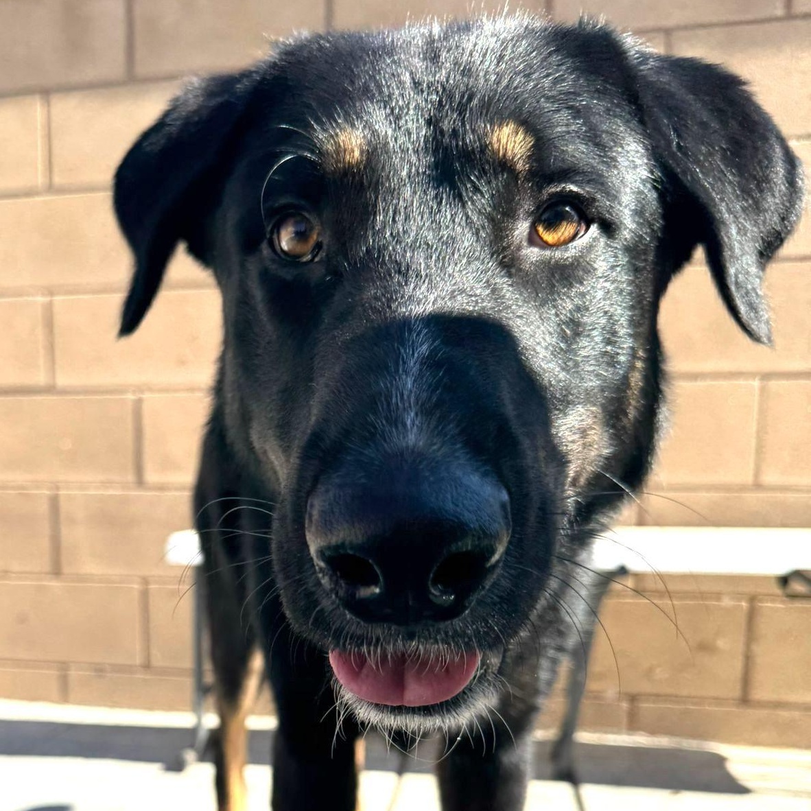 Pluto, an adoptable German Shepherd Dog in Naperville, IL image 1/6