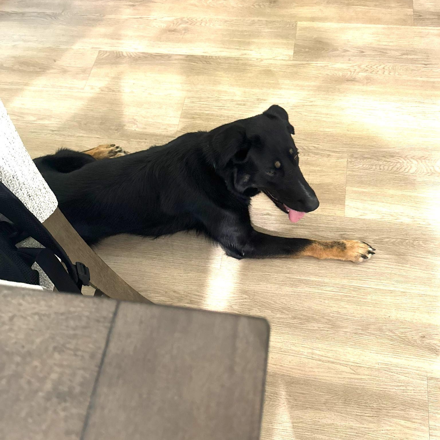 Pluto, an adoptable German Shepherd Dog in Naperville, IL image 5/6