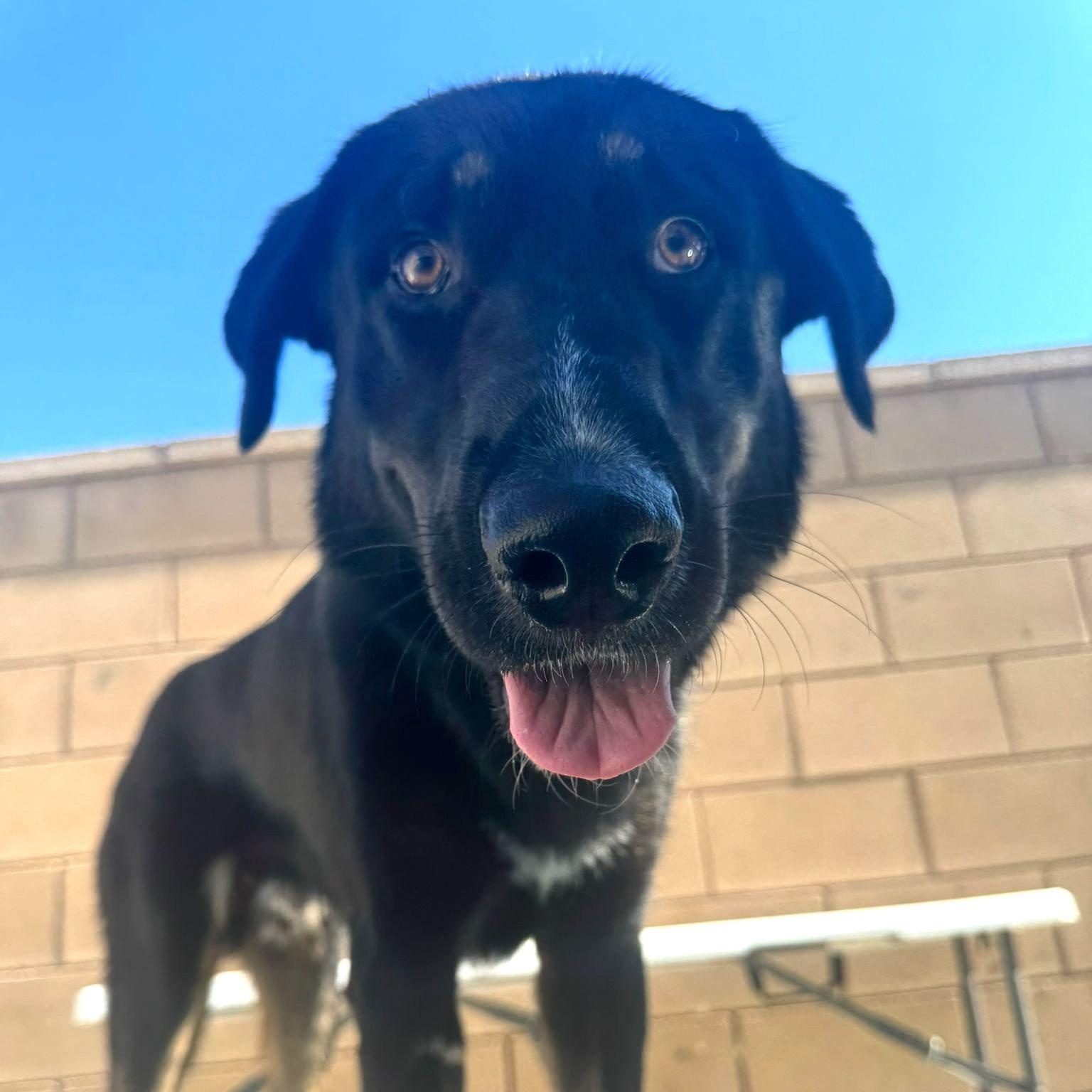 Pluto, an adoptable German Shepherd Dog in Naperville, IL image 2/6