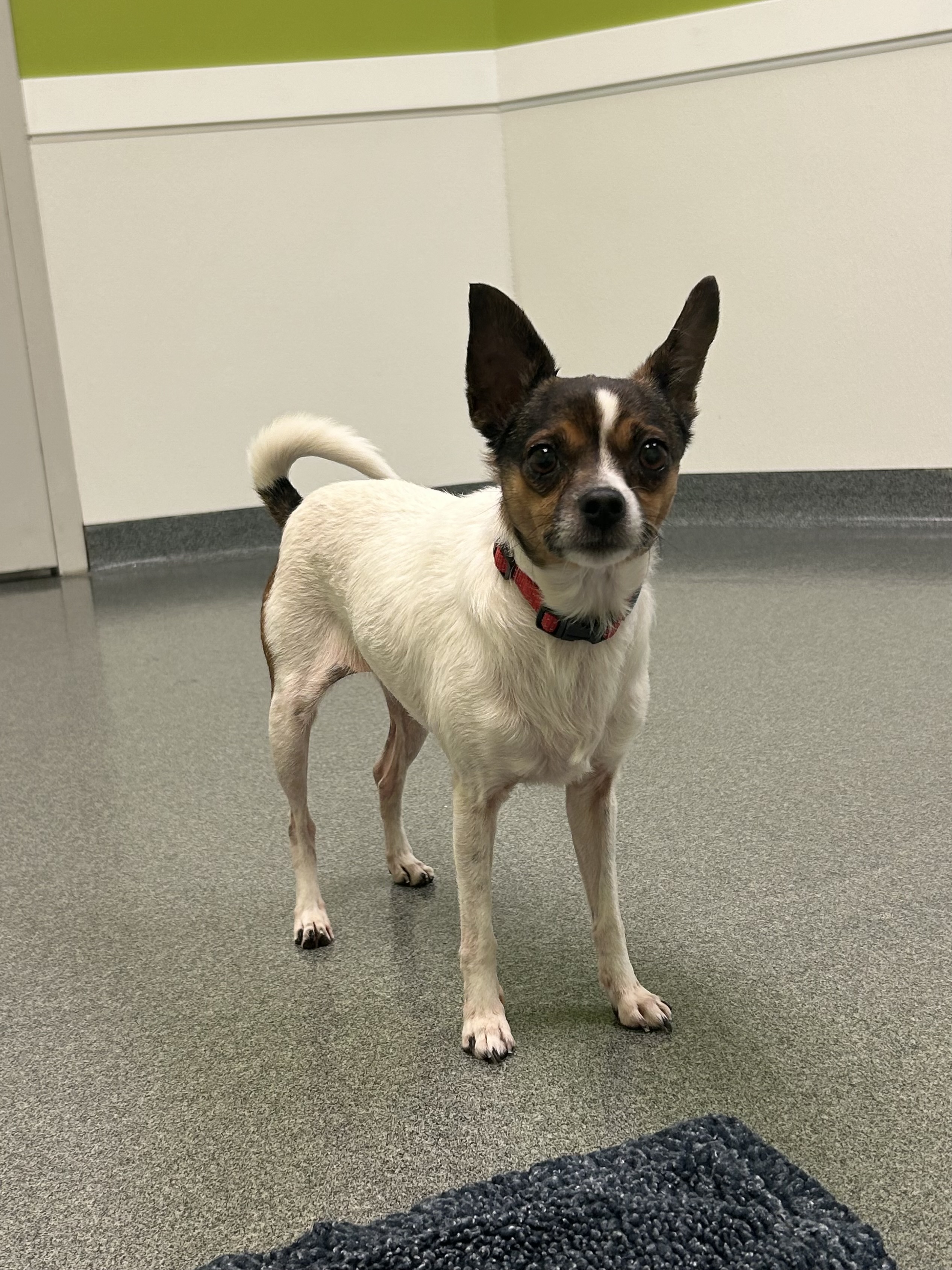 Dog for adoption Bella, a Chihuahua Mix in Mount Pleasant, MI Petfinder