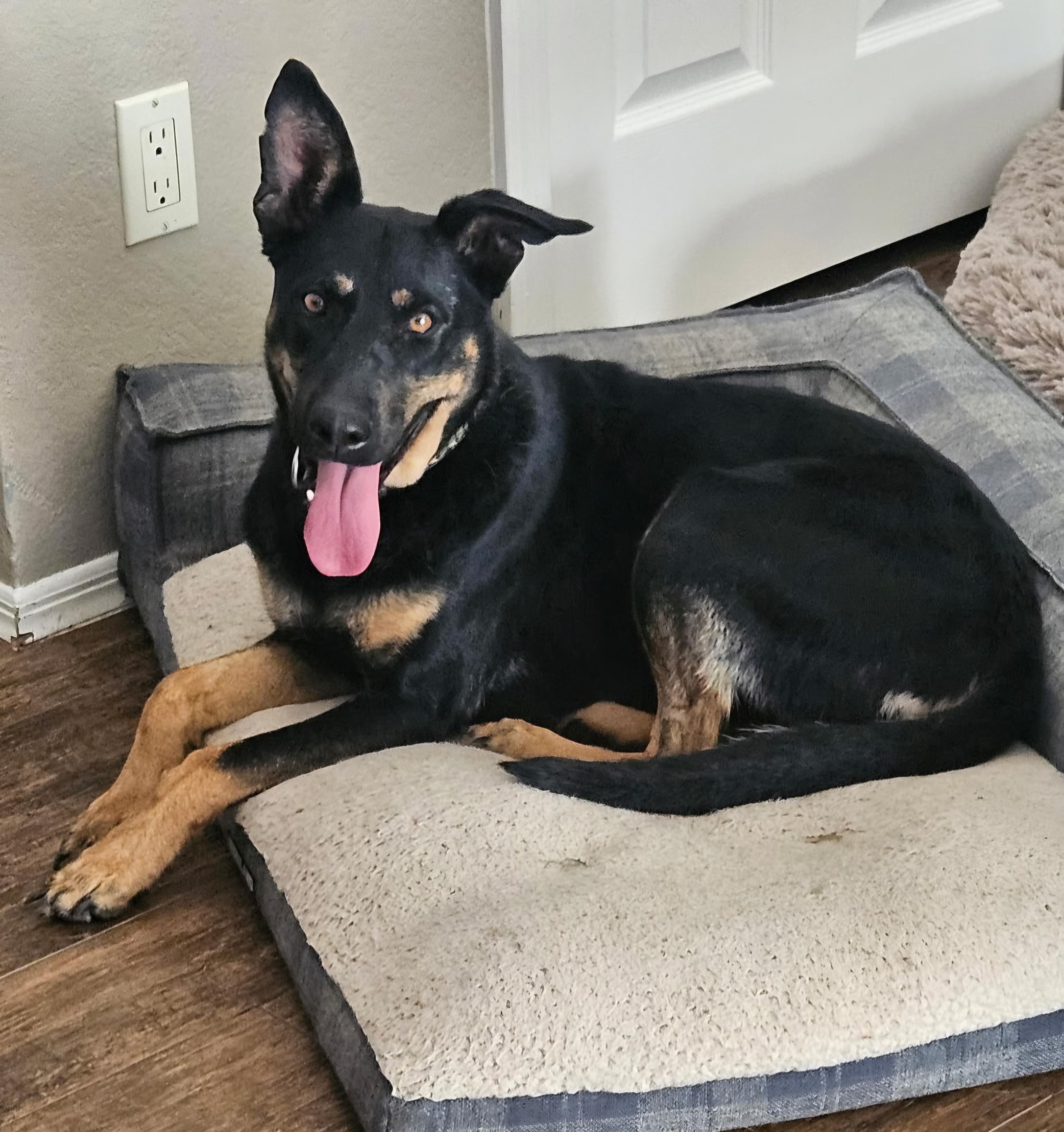Athena, Adoptable, Adult Female German Shepherd Dog & Doberman Pinscher.