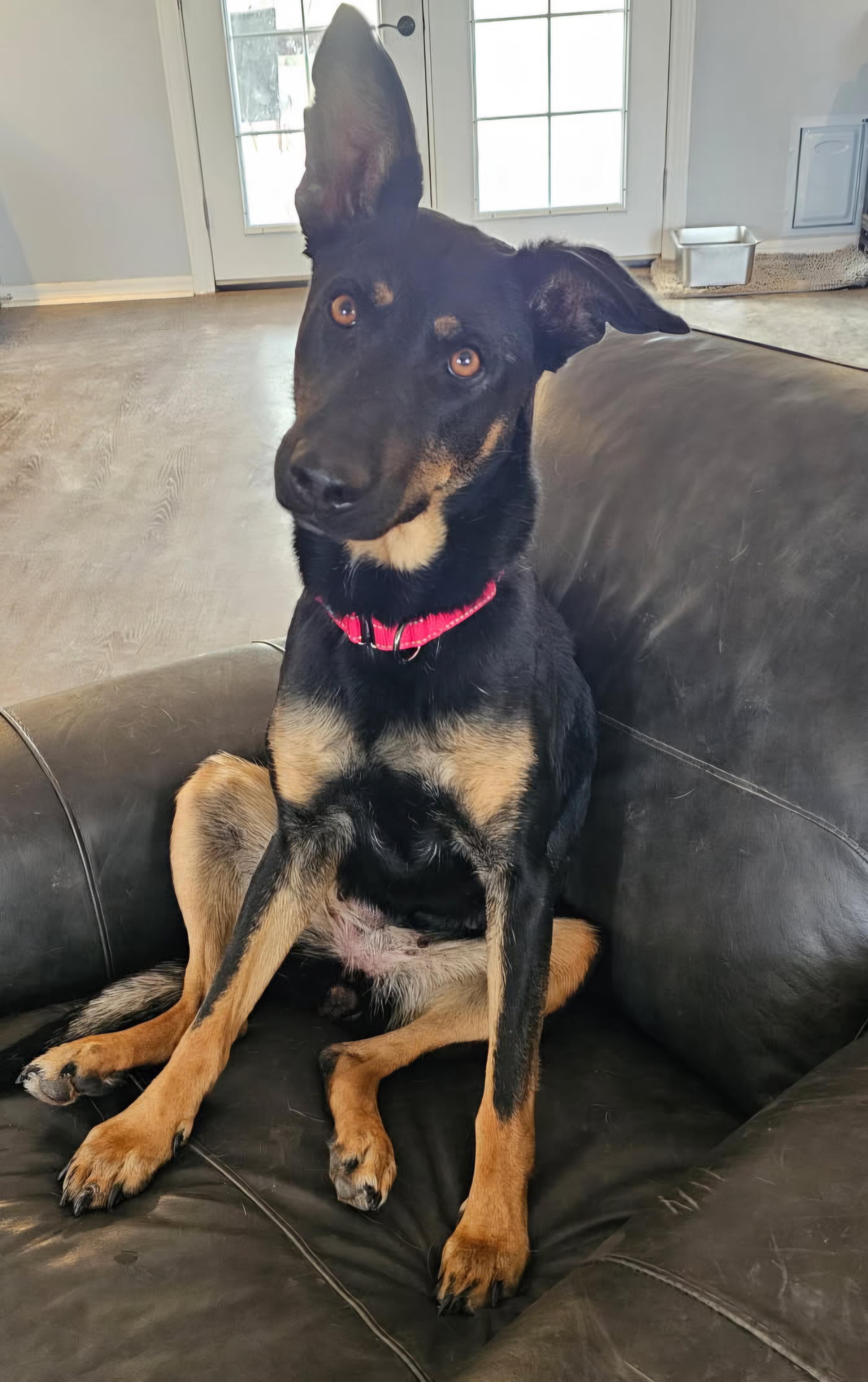 Athena, Adoptable, Adult Female German Shepherd Dog & Doberman Pinscher.