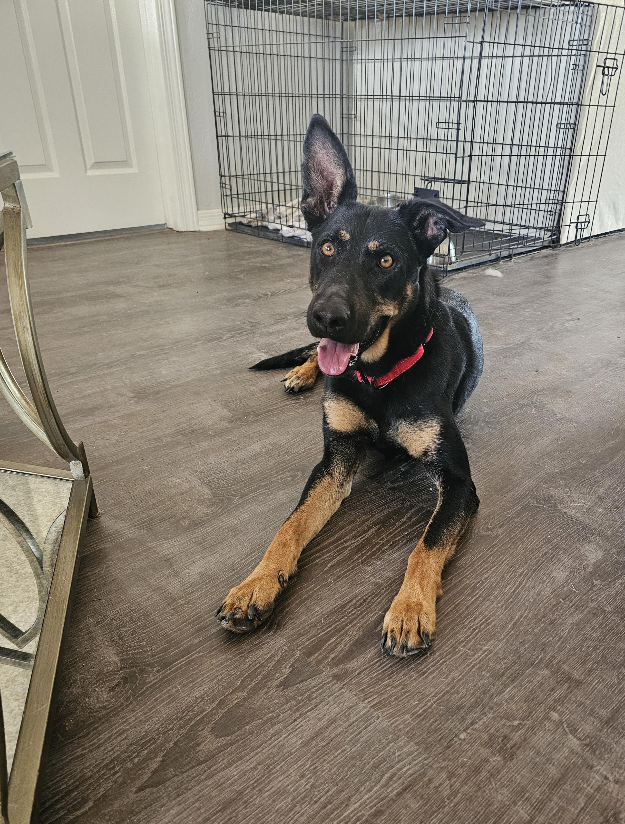 Enlarge Athena, a Adoptable mixed breed in Mesa, AZ image 4/6