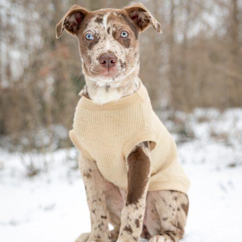 Cannoli, Adoptable, Puppy Female Pit Bull Terrier & Australian Shepherd.
