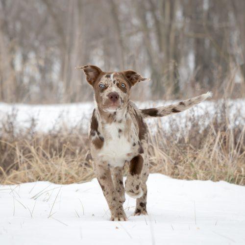Cannoli, a Adoptable mixed breed in Georgetown, KY image 2/5