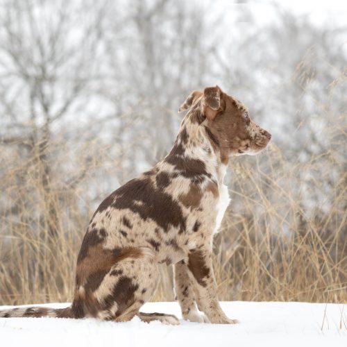 Cannoli, a Adoptable mixed breed in Georgetown, KY image 3/5