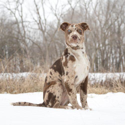 Cannoli, a Adoptable mixed breed in Georgetown, KY image 5/5