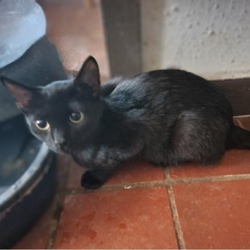 Sissy, Adoptable, Young Female Domestic Short Hair.