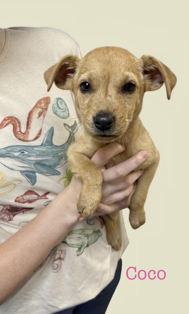 Coco bean, Adoptable, Puppy Female Terrier.