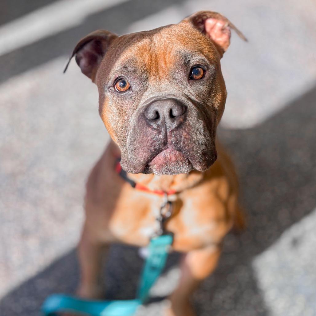 Enlarge Benji, a Adoptable mixed breed in Springboro, OH image 2/6