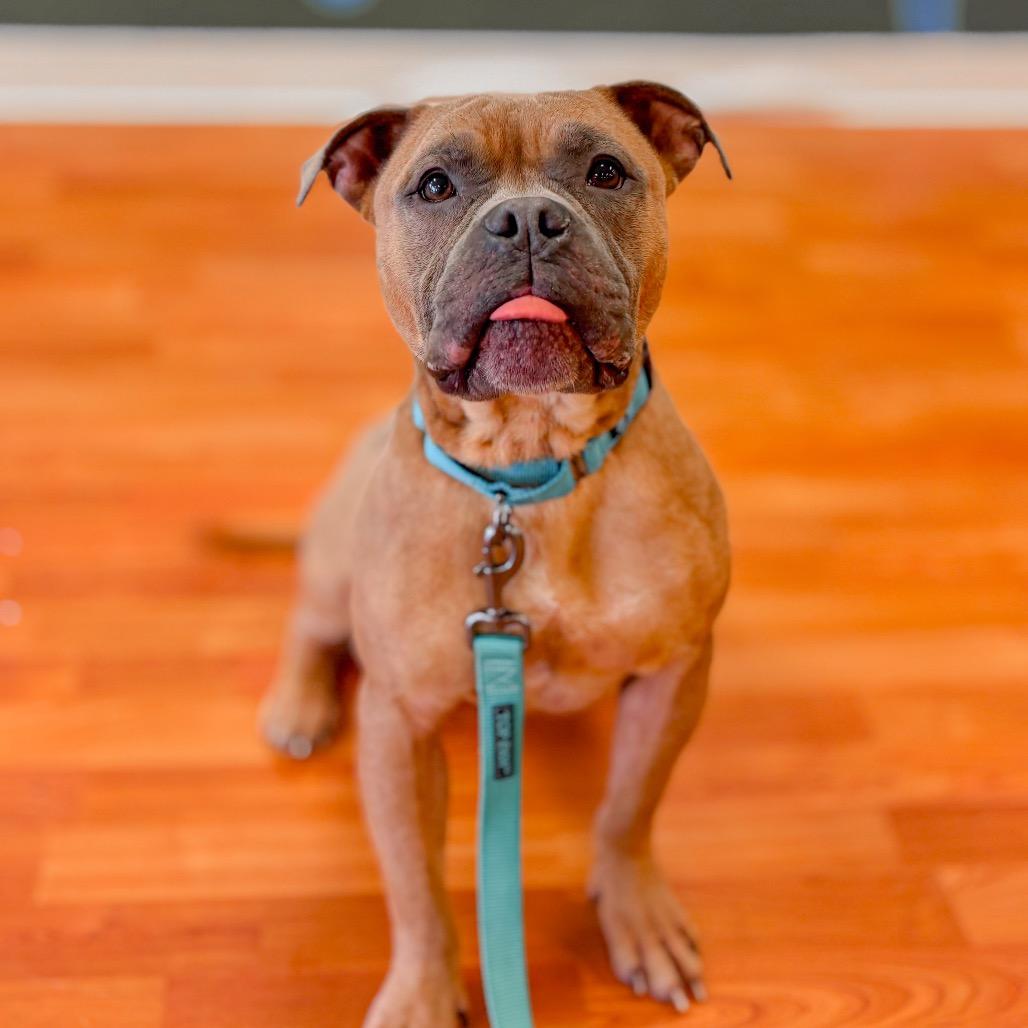 Enlarge Benji, a Adoptable mixed breed in Springboro, OH image 3/6