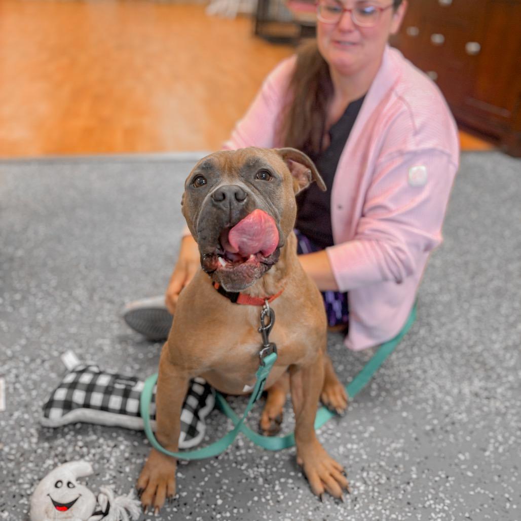 Enlarge Benji, a Adoptable mixed breed in Springboro, OH image 4/6