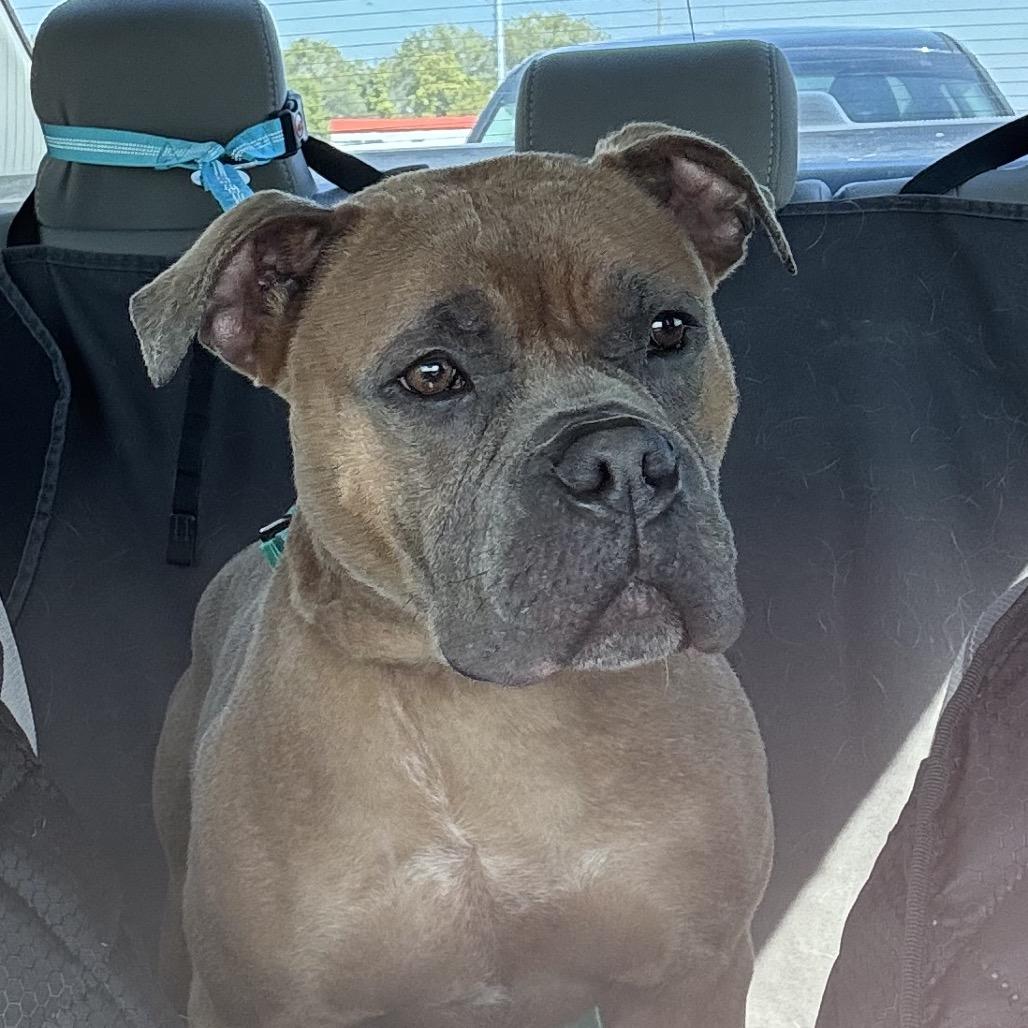 Enlarge Benji, a Adoptable mixed breed in Springboro, OH image 5/6