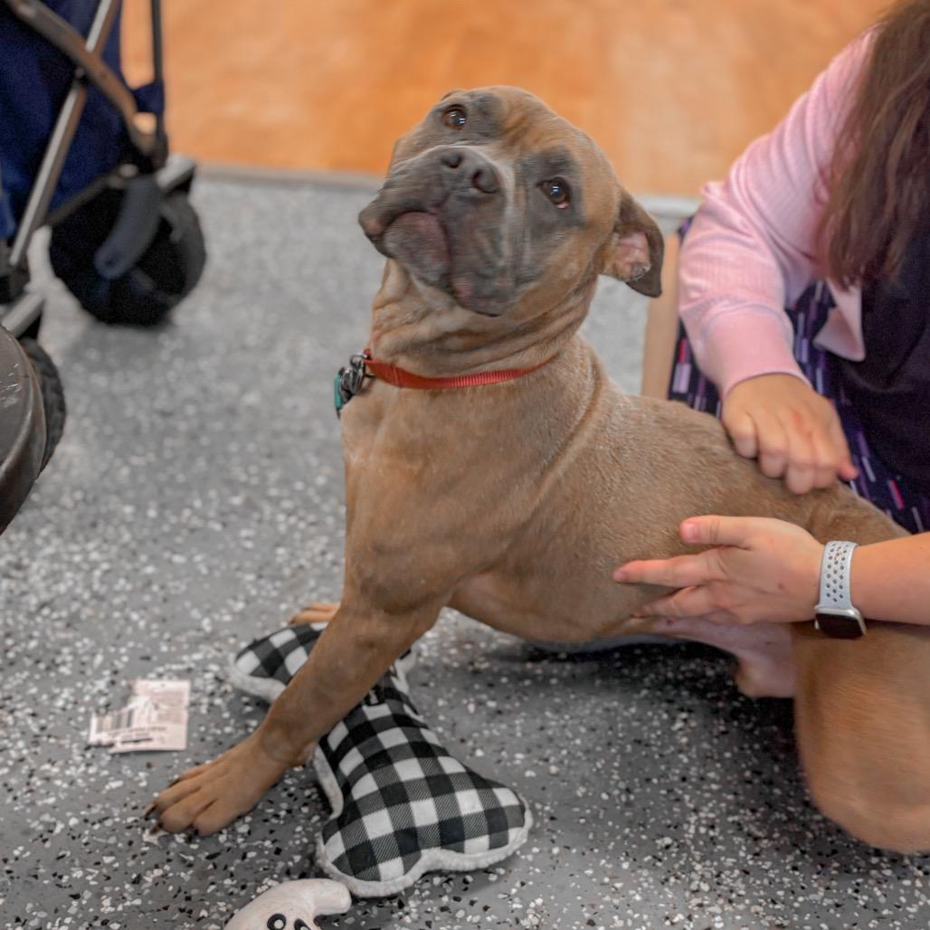 Enlarge Benji, a Adoptable mixed breed in Springboro, OH image 6/6