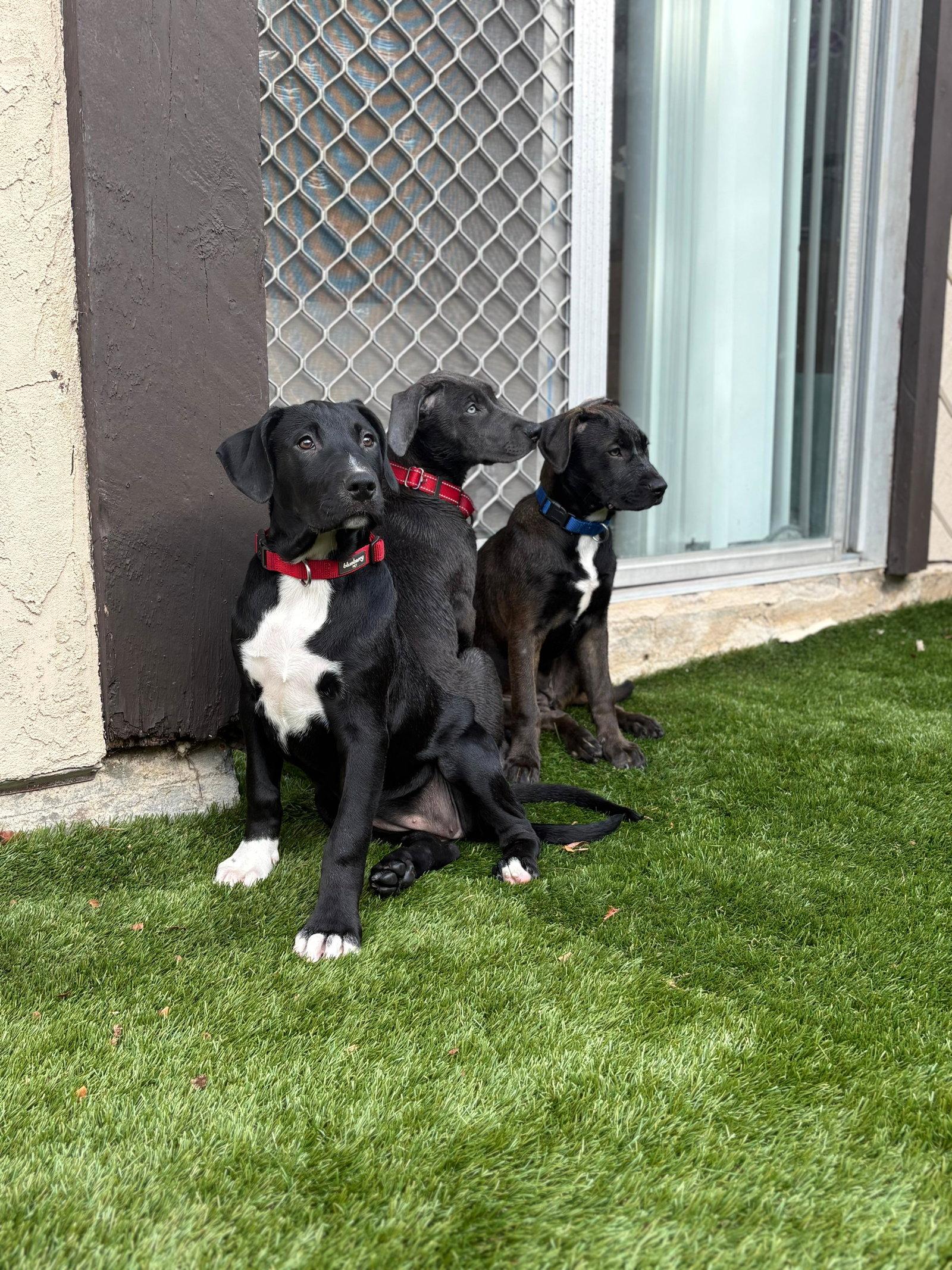 Enlarge Ruby, a Adoptable Pit Bull Terrier in San Diego, CA image 1/3