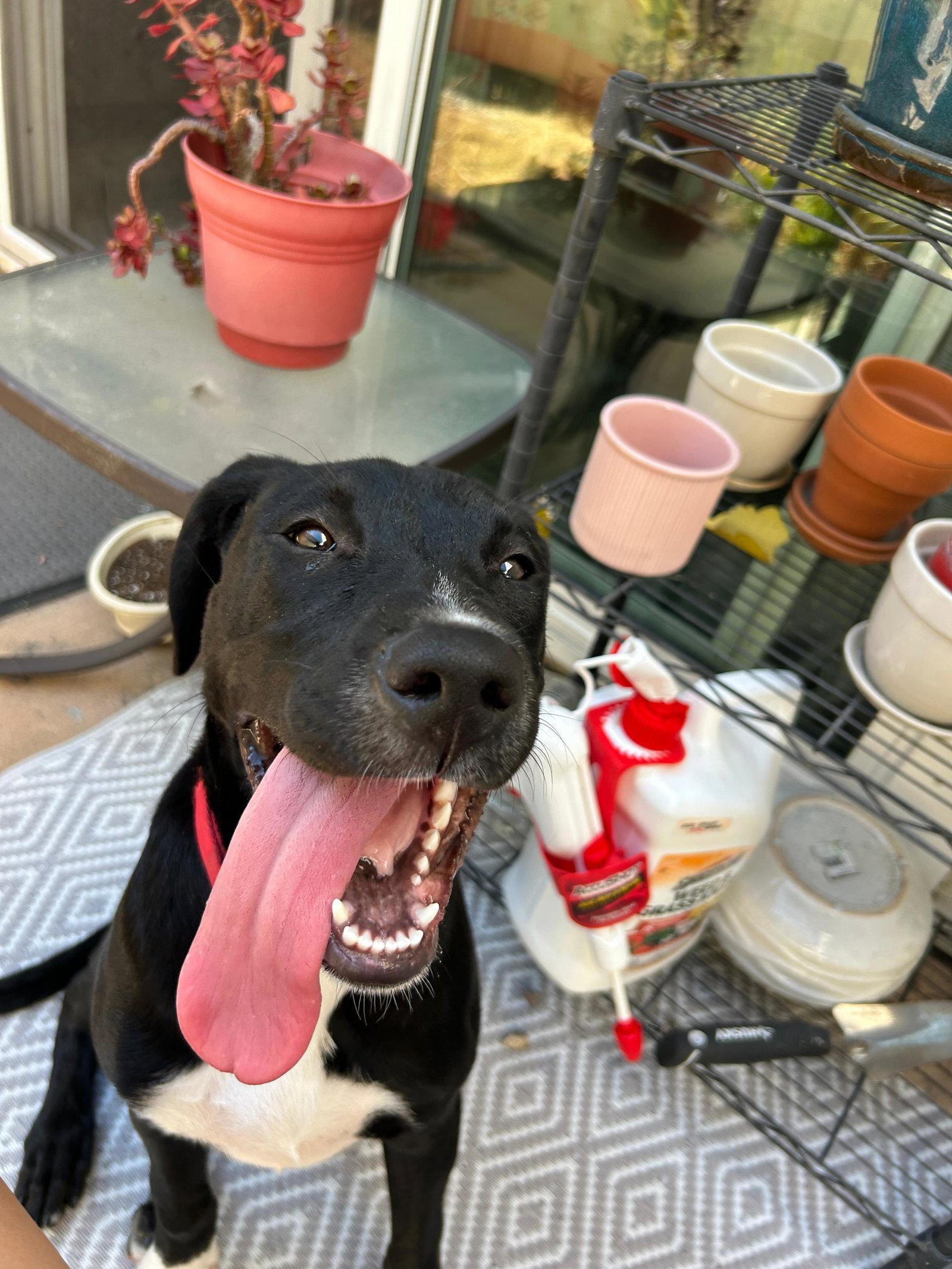 Enlarge Ruby, a Adoptable Pit Bull Terrier in San Diego, CA image 2/3